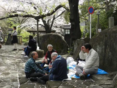 hanami1 | Japan City Tour | Travel agency in Tokyo Hanami