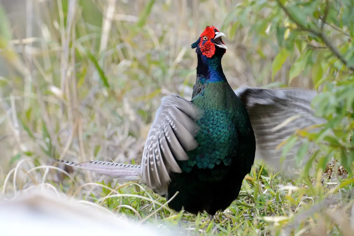 The pheasant (kiji) is the Japanese national bird