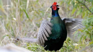Pheasant | Japan’s beautiful national bird