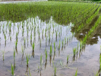 link-e1607751951298 | Japan City Tour | Travel agency in Tokyo rice field