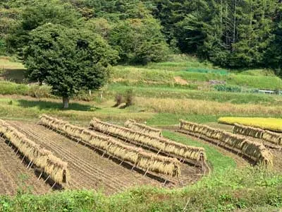 rice_003 | Japan City Tour | Travel agency in Tokyo rice field