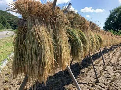 rice_004 | Japan City Tour | Travel agency in Tokyo dried rice
