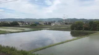 Rice planting | The beginning of the Japanese diet