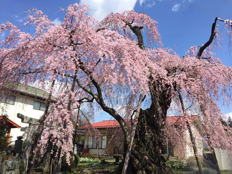 sakura-nikko | Japan City Tour | Travel agency in Tokyo Large sakura cherry blossom tree in Nikko, Japan