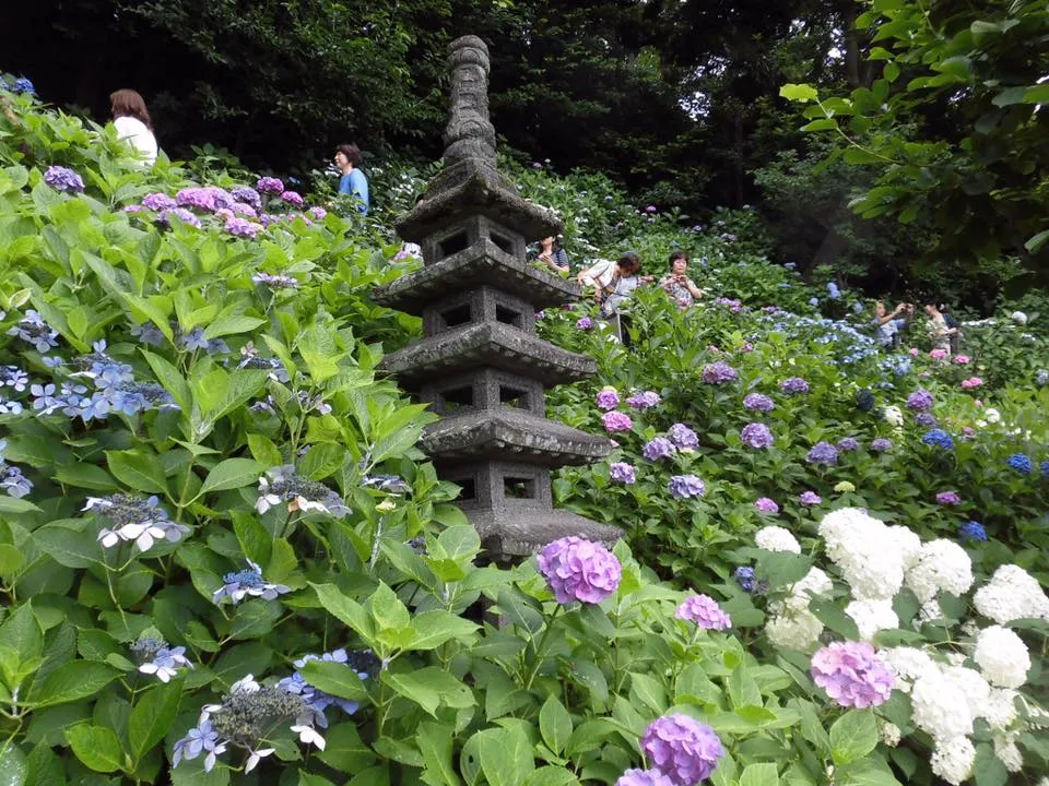 templo_hase | Japan City Tour | Travel agency in Tokyo hydrangea, Hasedera, Kamakura