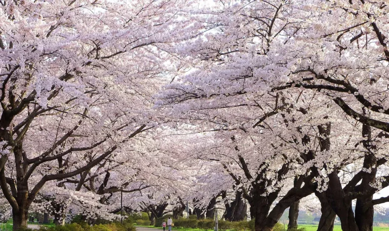 Tenshochi Park, Cherry blossom