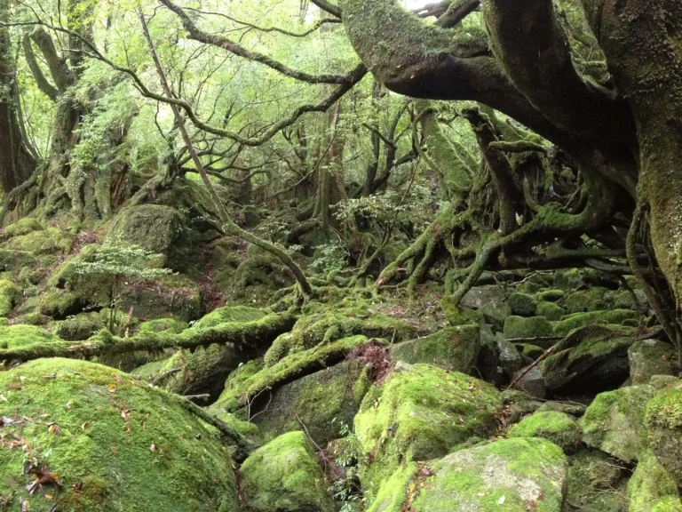 Yakushima, Kagoshima Japan travel guide