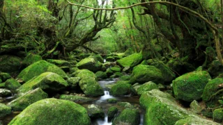 Yakushima, Kagoshima | The most beautiful and powerful wilderness