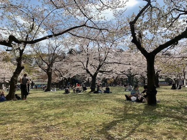 yoyogi-park-sakura-tokyo-1 | Japan City Tour | Travel agency in Tokyo Picnic under sakura cherry blossom trees in Yoyogi Park Tokyo