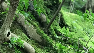 Rurikoin Temple, Kyoto | Spectacular view shining in lapis lazuli