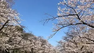 Tokyo Cherry Blossom 1-Day Private Tour