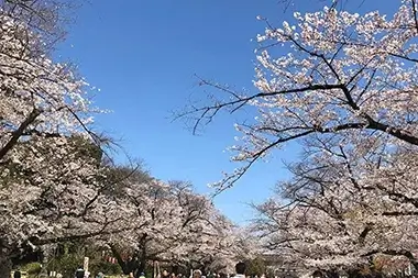 7-Day Best of Japan Tour Package | Beautiful Cherry Blossoms, Cultural Gems & Optional Excursions