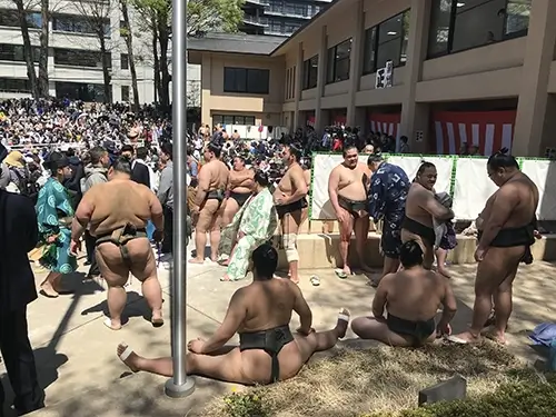 sumo restler