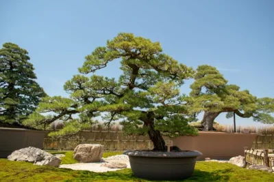 Bonsai