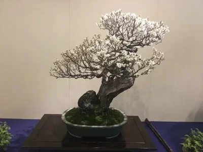 Bonsai