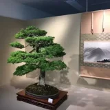 Beautiful Bonsai from Historic Japan