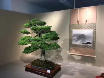 Bonsai tree in a museum in Japan
