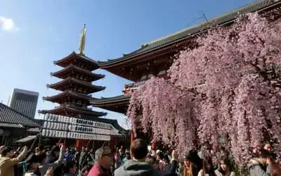 asakusa spring