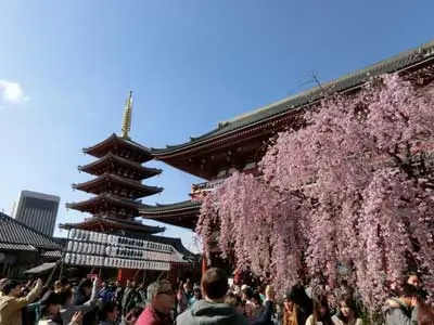 asakusa spring