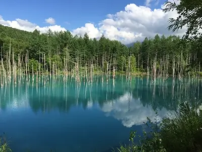 Blue-pond-in-Furano | Japan City Tour | Travel agency in Tokyo blue pond Biei