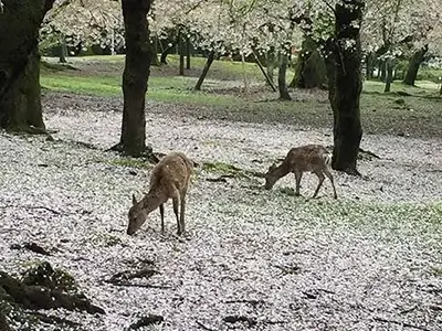 Deer in Nara Park with sakura cherry blossom petals in Japan