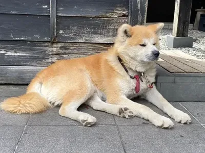 akita_inu | Japan City Tour | Travel agency in Tokyo Akita-inu