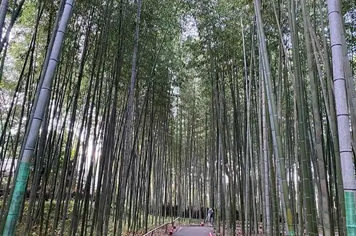 Bamboo forest