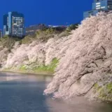 Hanami, a Cherry Blossom Viewing Party in Japan