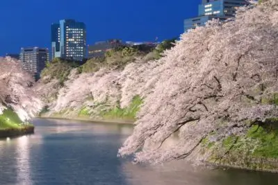 Cherry blossoms in Chidorigafuchi, Tokyo, Japan