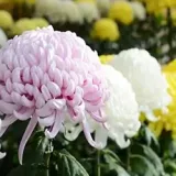 The National Flower of Japan | Culture Guide