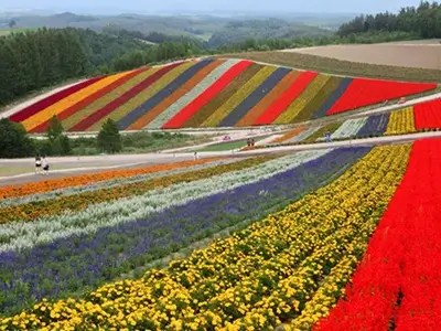 furano_001 | Japan City Tour | Travel agency in Tokyo Colorful flower fields in Furano and Biei, Hokkaido, Japan