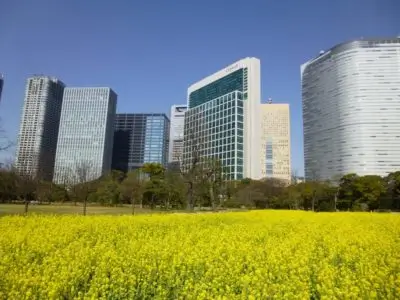 Rape flower blossoms in the Hamarikyu Gardens in Tokyo, Japan. Read our travel guide about this spot.