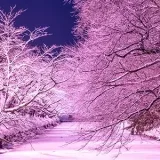 Hirosaki City, Aomori | A town that lives together with beautiful nature in every season