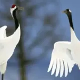 Kushiro, Tsurui, Tokachi | Hokkaido’s beautiful wilderness