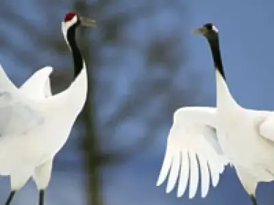 Kushiro, Tsurui, Tokachi | Hokkaido’s beautiful wilderness