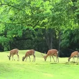 Nara National Museum | An overwhelming array of exhibits
