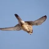 Nemuro, Hokkaido | Beautiful nature and unique flora and fauna