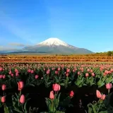 Beautiful Japanese flowers of each season