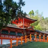 Kasuga Taisha, Nara | Shiny shrine pavilion and beautiful wisteria flowers