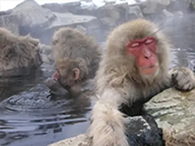 snow monkeys nagano
