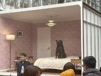 Hachiko: The Faithful Dog Who Captured the World’s Heart