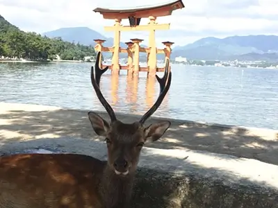 miyajima deer