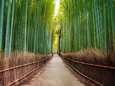 arashiyama_bamboo | Japan City Tour | Travel agency in Tokyo bamboo grove