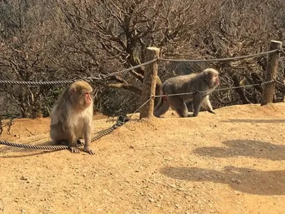 monkeypark_iwatayama | Japan City Tour | Travel agency in Tokyo monkeypark, iwatayama