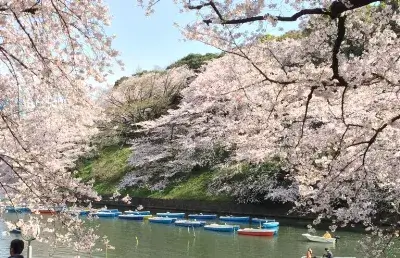 sakura-chidorigafuchi-tokyo-768x496 1 | Japan City Tour | Travel agency in Tokyo chidorigafuchi