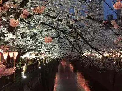 sakura-megurogawa-tokyo_03-768x576 1 2 | Japan City Tour | Travel agency in Tokyo megurogawa