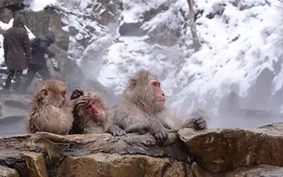 Jigokudani Monkey Park