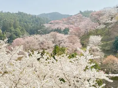 yoshino-nara-768x576 2 3 1 | Japan City Tour | Travel agency in Tokyo yoshino
