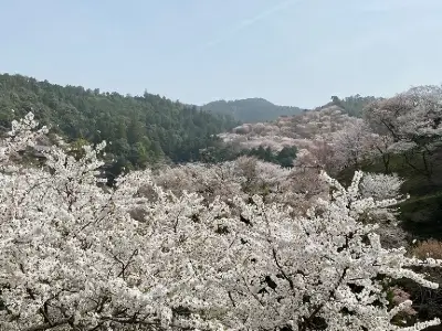 yoshino-nara_02-768x576 1 1 | Japan City Tour | Travel agency in Tokyo yoshino-4