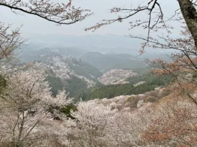 yoshino-nara_14-420x315 | Japan City Tour | Travel agency in Tokyo yoshino-5